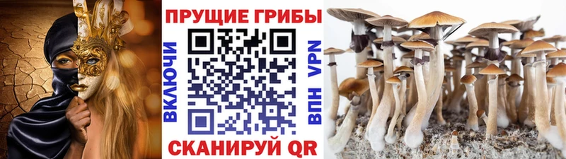 Галлюциногенные грибы Cubensis  Удомля 